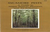 SYCAMORE PESTS - Southern Research · SYCAMORE PESTS A Guide to Major Insects, Diseases, and Air Pollution ... coral-red head. The body has a black stripe on the back and a grayish