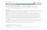 RESEARCH ARTICLE Open Access Slow CCL2-dependent translocation of biopersistent ...vaccinepapers.org/wp-content/uploads/slow-ccl2-dependent... · 2015-04-10 · Slow CCL2-dependent