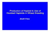 Production of Haploid - Virginia Tech · 2017-04-02 · Production of Haploid & Use of Doubled Haploids in Wheat Breeding Jianli Chen. Stages in plant life cycle where haploid can