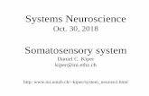 Systems Neuroscience - Neuroinformaticskiper/somato.pdf · CUTANEOUS AFFERENTS • RAs respond only at the beginning and end of sustained displacements (i.e., to transients) but respond