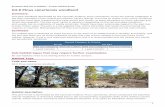 G3.8 Pinus canariensis woodland - Europa · 01-12-2016  · G3.8 Pinus canariensis woodland Summary This pine woodland dominated by the Canarian endemic Pinus canariensis, forms the