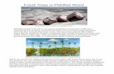 Fossil Trees or Petrified Woodcbaisan/BBTRB/Petrified2.pdfFossil Trees or Petrified Wood Petrified wood is found in numerous locations around the world and represents the remains of