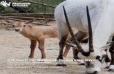 International studbook for Arabian Oryx - Marwell Zoo · Welcome to the International Studbook for Arabian Oryx 2013. It provides up to date information on the international captive
