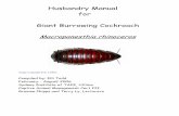 Husbandry Manual for Giant Burrowing Cockroach Manuals/Published Manuals... · 9 3.1.1 Mass and Basic Body Measurements The Macropanesthia rhinoceros Saussure is the largest cockroach
