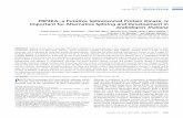 PRP4KA, a Putative Spliceosomal Protein Kinase, Is ... · PRP4KA, a Putative Spliceosomal Protein Kinase, Is Important for Alternative Splicing and Development in ... designed to