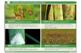 Common pests and diseases of Rice - Plantwise · Common pests and diseases of Rice Plant Doctor Training. Rice blast. FUNGUS - (Pyricularia oryzae)© O.P. Sharma, NCIPM, Bugwood.org