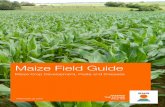 Maize Crop Development, Pests and Diseases...Maize Crop Development, Pests and Diseases SEEDING THE FUTURE SINCE 1856 2 KWS Field Guide 2018 KWS Demonstration Site If you would like
