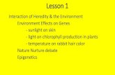 Lesson 1 - Weeblymarandoscience.weebly.com/uploads/2/3/7/6/23768555/genetic... · Lesson 1 Interaction of Heredity & the Environment Environment Effects on Genes - sunlight on skin