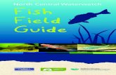North Central Waterwatch Fish Field Guide · Creswick, Wycheproof, Maryborough, Woodend, Daylesford, Castlemaine, Heathcote, Maldon, Charlton and Swan Hill. About this guide This