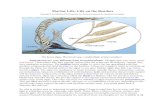 Marine Life: Life on the Benthos - Expertsmind.comsecure.expertsmind.com/attn_files/1893_Benthos.pdf · Marine Life: Life on the Benthos The brown algae, Macrocystis spp., a multicellular