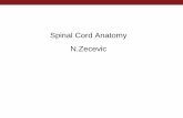 Spinal Cord Anatomy N.Zecevic - UCHC spinal cord slides.pdf · Ventral horn Medulla oblongata SPINAL CORD . Where are the sensory and motor nuclei? •Alar plate – sensory •Basal