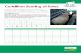 Condition Scoring of Ewes - AHDB Beef & Lambbeefandlamb.ahdb.org.uk/.../uploads/2013/06/brp_l_Sheep_BCS_190… · Condition Scoring of Ewes Condition is scored by handling the ewe