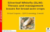 Silverleaf Whitefly (SLW): Threats and management issues ... · Silverleaf Whitefly (SLW): Threats and management issues for broad-acre crops Richard Sequeira – QDPI Entomology,