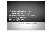 Coevolutionary analysis of the transposon Galileo in the genus Drosophila · 2015-02-16 · Coevolutionary analysis of the transposon Galileo in the genus Drosophila. Análisis coevolutivo