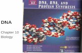 Chapter 10 Biology - Firelands Elementary School notes5.pdf · CHAPTER 10 DNA, RNA, PROTEIN SYNTHESIS DNA has;a spiral staircaw as shownin this mode', containsthe instructions making