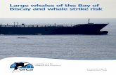Large whales of the Bay of Biscay and whale strike risk · 2 Contents Large whales killed by ship strikes fin whale, draped over the bulbous bow of a ship There have been several
