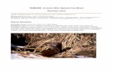 NOBANIS Invasive Alien Species Fact Sheet · mink, Mustela lutreola (which is threatened by extinction), and the European polecat, Mustela putorius (Schröpfer 1999). In Estonia,
