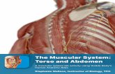 PRE-LAB EXERCISES Manuals/2018... · Right intertransversarii muscles. 10 These muscles located along the vertebral column function to support and extend the neck and/or back. The