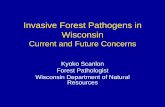 Invasive Forest Pathogens in Wisconsin · • Q1: Is oak wilt present? – Oak wilt not present in the county AND stand is NOT in 6-mile wide buffer between counties with and without