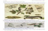 Le Gazé Aporia crataegi (Linnaeus, 1758) …diatheo.weebly.com/uploads/2/8/2/3/28235851/aporia...DUPONCHEL, P.A.J., 1849 – Iconographie et histoire naturelle des chenilles pour