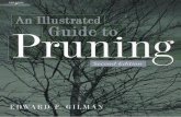 An Illustrated Guide to Pruning - preview.kingborn.netpreview.kingborn.net/695000/dbf89178bf2d411b9818389d5cb39643… · AN ILLUSTRATED GUIDE TO PRUNING Second Edition EDWARD F. GILMAN.