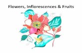 Flowers, Inflorescences & Fruits · Flower •A typical flower is a stem tip bearing two whorls of appendages that are sterile and two that are fertile •All four whorls are considered
