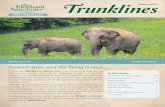 Celebrating 20 years · 2017-12-07 · Preeminent elephant scientist Dr. Caitlin O’Connell visited the Sanctuary in June when she spoke to groups in both Nashville and Hohenwald