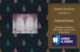 Dental Anatomy Lecture 3cden.tu.edu.iq/images/New/2016/Lectures/Dr.Ahmed/1/... · Dental Anatomy Lecture 3 Central Incisor DR.Ahmed Al-Jobory B.D.S.,M.Sc. Conservative Department.