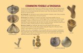COMMON FOSSILS of INDIANA · Fossils are the preserved remains of creatures from long ago. Most Indiana fossils are from the Paleozoic Era, 542 million to 250 million years ago. During