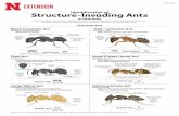 Structure-Invading Ants - University of …extensionpublications.unl.edu/assets/pdf/ec1570.pdfOne-Node Structure-Invading Ants Extension is a Division of the Institute of Agriculture
