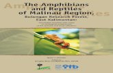Cover photo by Duncan Lang - Center for International ... · The Amphibians and Reptiles of Malinau Region, Bulungan Research Forest, East Kalimantan: 1 Annotated checklist with notes