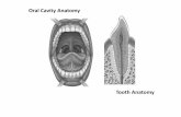 Oral Cavity Anatomy - Chute · Oral Cavity Anatomy Tooth Anatomy. Small Intestine Anatomy. Villus Anatomy. Sperm & Testis. Uterus Anatomy Diagram. Ovarian Cycle Diagram. Secondary