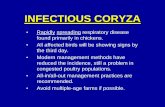 INFECTIOUS CORYZA · COMMENT • Infectious coryza occurs in broilers in many tropical countries such as Central and South America, Southeast Asia, and Africa. • It usually occurs
