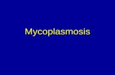 Mycoplasmosis - ava.org.af · METHOD OF SPREAD • MG is transmitted in some of the eggs (transovarian transmission) laid by inapparent carriers. • The shed rate of the bacterium