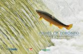 Fishes of Toronto...with the remarkable and inspiring world of nature, and the variety of plants and animals who share this world. Take pride in a Toronto that aspires to be a world