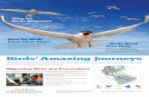 Birds Amazing Journeys - netapp.audubon.org · The U.S. Fish and Wildlife Service and the National Audubon Society divide the United States into four flyways through which migrating