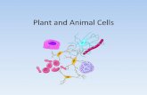 Plant and Animal Cells - Plant and Animal Cells. Cell Scientists Hans and Zacharias Janssen ¢â‚¬¢Dutch