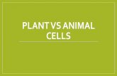 PLANT VS ANIMAL CELLS - Ms. Sulik's Teacher page PLANT VS ANIMAL CELLS. Cells ... Plant Cells Vacuole