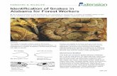 FORESTRY & WILDLIFE Identification of Snakes in Alabama for … · 2019-10-28 · Identification of Snakes in Alabama for Forest Workers FORESTRY & WILDLIFE As a forest worker in