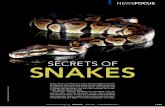 SNAKES - National University of Singapore special news... · SNAKES NEWSFOCUS Exotic, elusive, and dangerous, snakes have fascinated humankind for millennia. They can be hard to ﬁ