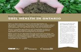 Soil Health In Ontario · SOIL HEALTH IN ONTARIO Soil is a vital natural resource and the foundation of agricultural production. The many benefits of a healthy soil are important