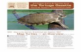 C T Conservation, Preservation the Tortuga Gazette Since 1964 · Map Turtles — an Overview by M. A. Cohen Endemic to North America, the thirteen map turtle species inhabit freshwater