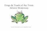 Frogs & Toads of the Trent- Severn Waterway · 0-No frogs or toads seen or heard 1-Frogs(s) or toad(s) seen but not heard 2-Individuals can be counted, calls are not overlapping 3-Some