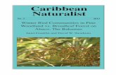 Caribbean Naturalist - Florida Museum...1 20132013 CARIBBEAN NATURALISTCaribbean Naturalist No. 3:1–18 3 Winter Bird Communities in Pine Woodland vs. Broadleaf Forest on Abaco, The