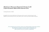 Human Mesenchymal Stem Cell · The Human Mesenchymal Stem Cell Functional Identification Kit is designed for the identification of human BMSCs/MSCs based on their ability to differentiate