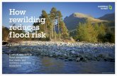How rewilding reduces flood risk · water pollution5. Studies of the Pontbren Project6 in mid-Wales, where shelter belts of trees were planted across sheep pastures, discovered that