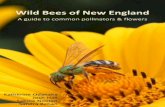 Wild Bees of New England - rehanlab.com€¦ · Wild Bees of New England A guide to common pollinators & flowers By Katherine Odanaka, Josh Hall, Sabine Nooten ... bees found worldwide