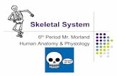 Skeletal System CM-5-Pt-1-3 - Morland Strengthmorlandstrength.com/.../10/Skeletal_System_CM-5-Pt... · Bones of shoulder Pelvis. Learning Goals Part 2 1. Explain how the human skeleton