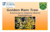 Golden Rain Tree - Aquatic Plantplants.ifas.ufl.edu/.../golden_rain_tree_PP.pdfLeaves • Alternate arrangement on stem • Bipinnately compound – Multiple leaflets each containing