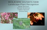 BIOL/ESRM 331/SEFS 590B Landscape Plant Recognitioncourses.washington.edu/esrm331/2016/331 1st lecture 2016.pdf · BIOL/ESRM 331/SEFS 590B Landscape Plant Recognition Sarah Reichard